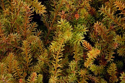 Needle-leaved tōtara