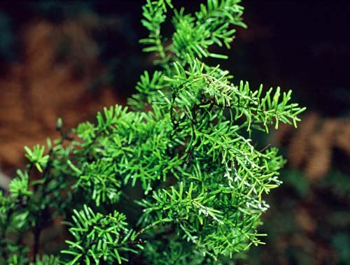 Adult foliage 