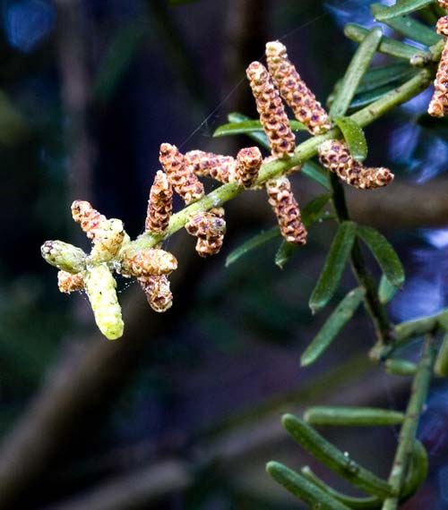 Male cones 