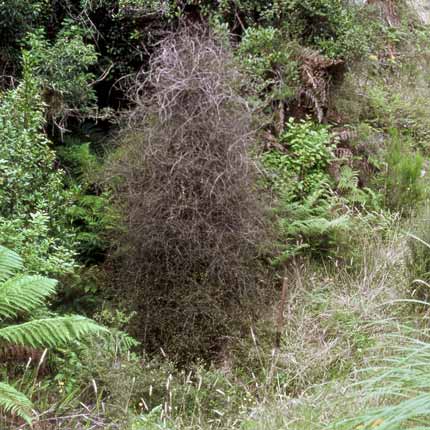 Young mataī
