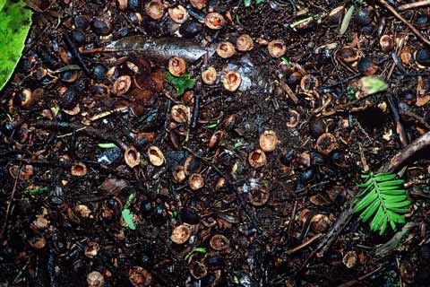 Miro seeds 