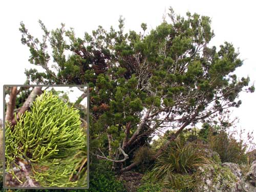 Pink pine