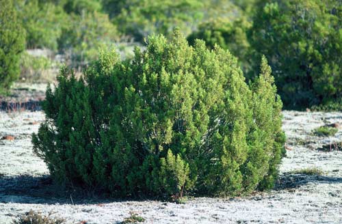 Bog pine