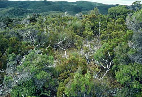 Yellow silver pine