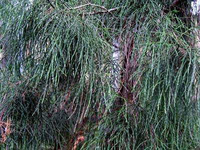 Silver pine