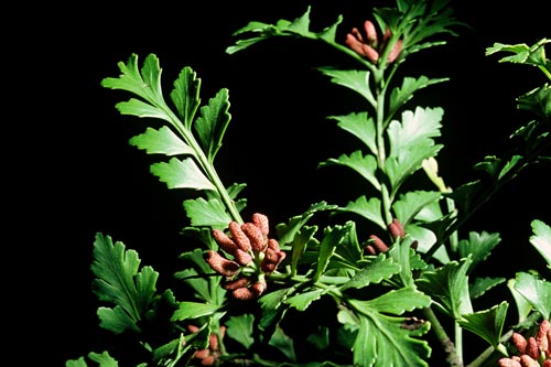Tānekaha phylloclades and pollen cones