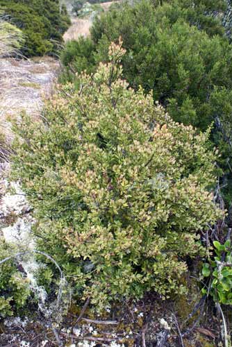 Mountain toatoa