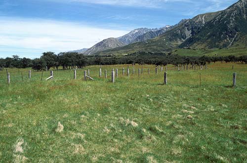 Sheep yards 