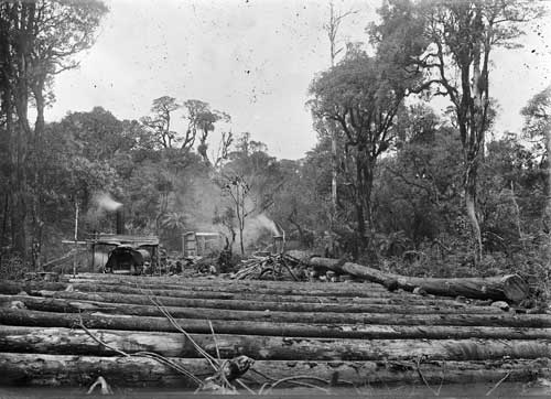 Rimu logging at Mamaku