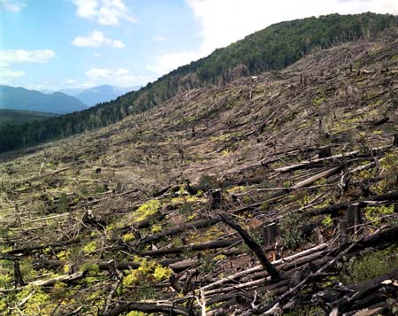 Clearfelling West Coast forest