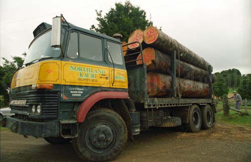 Removing kauri logs