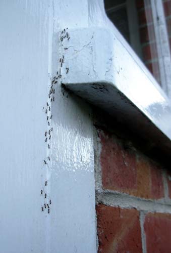 White-footed house ants