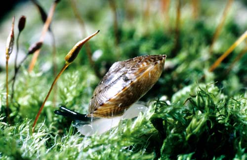 Tiny land snail 
