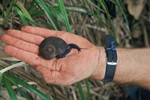 Large land snail 