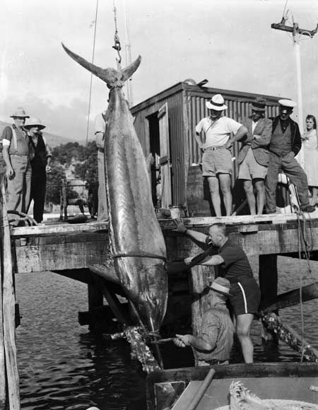 Big-game fishing, Urupukapuka Island