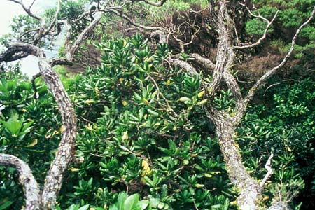 The world’s rarest tree