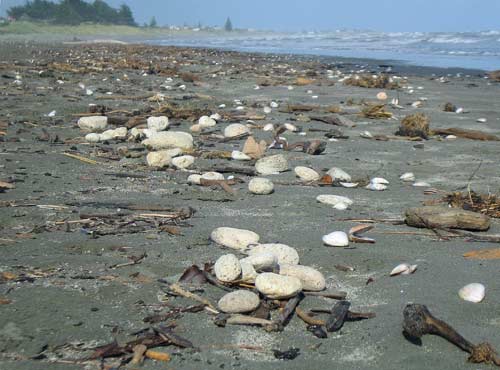 Pumice on the beach