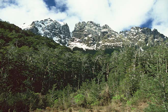 Mountain beech