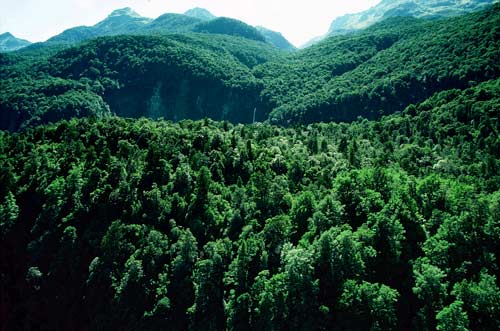 Beech forest, Fiordland