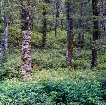 Mountain beech seedlings 