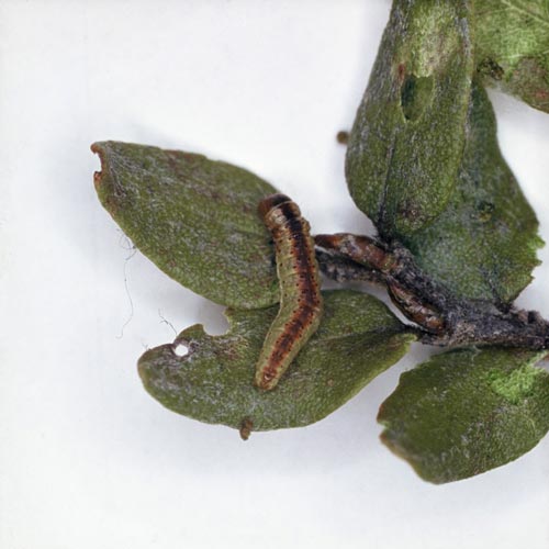 <em>Proteodes carnifex</em>