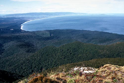 Rowallan Forest, Southland