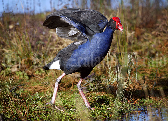 Pūkeko 