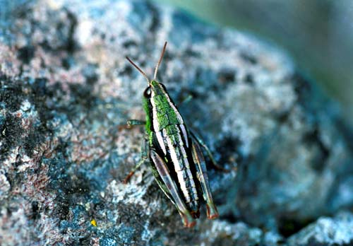 Short-horned grasshopper