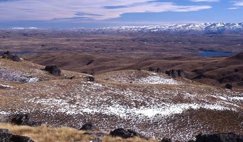 Copper tussock