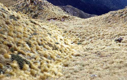 Two tussocks