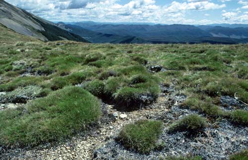 Carpet grass 