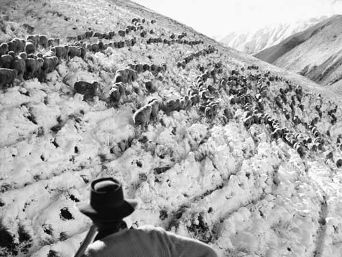 Mustering sheep