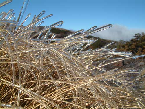 Iced leaves 