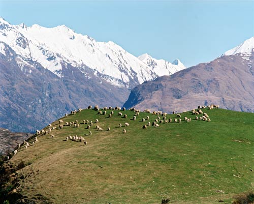 Sheep farming