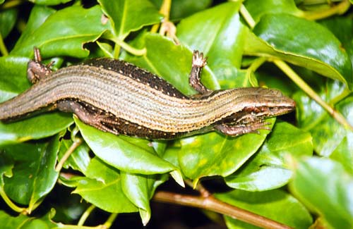 Chatham Island skink 