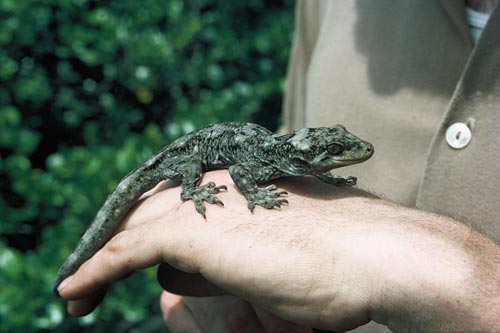 Duvaucel's gecko