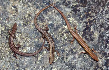 Skinks