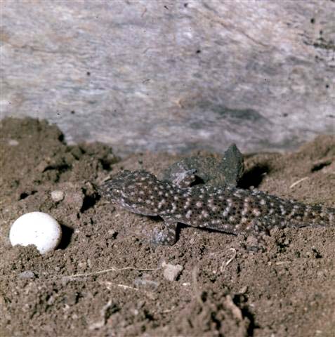 Bynoe’s gecko