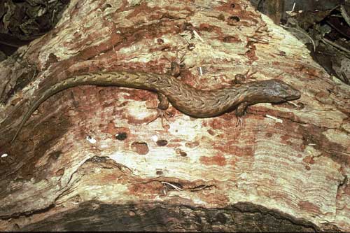 Chevron skink
