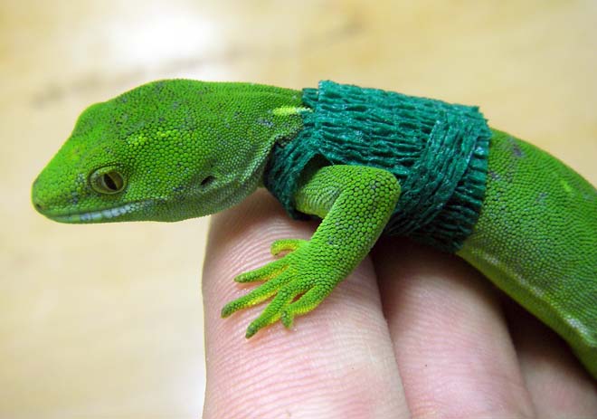 Radio-tagged gecko 