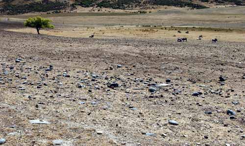 Drought, Central Otago 