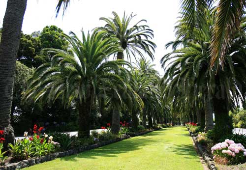 Phoenix palms