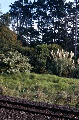 Colonising open ground