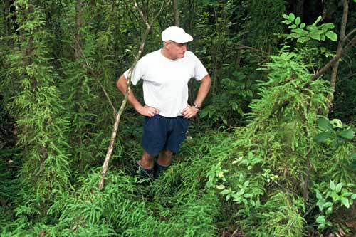 Climbing asparagus
