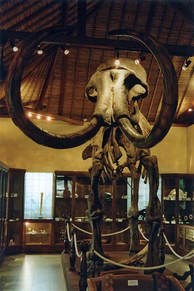 Mammoth skeleton