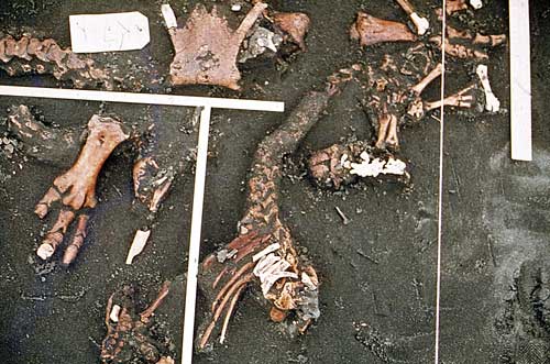 Moa butchery site
