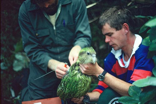 Monitoring kākāpō 