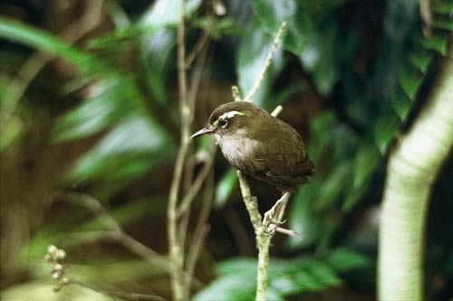 Bush wren