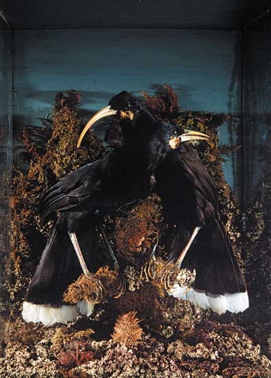 Huia 
