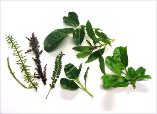 Leaves of conifers and flowering trees